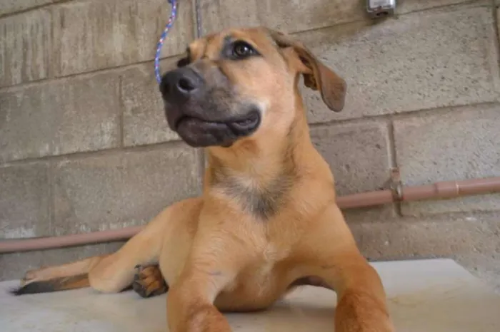 Cachorro ra a SRD idade 7 a 11 meses nome Cesár, um rei!