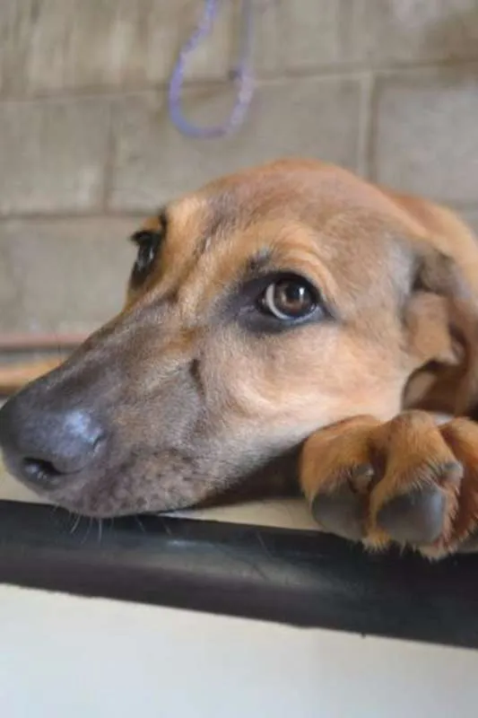 Cachorro ra a SRD idade 7 a 11 meses nome Cesár, um rei!