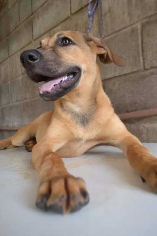 Cachorro ra a SRD idade 7 a 11 meses nome Cesár, um rei!