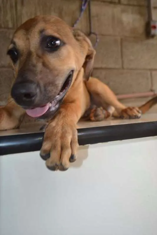 Cachorro ra a SRD idade 7 a 11 meses nome Cesár, um rei!