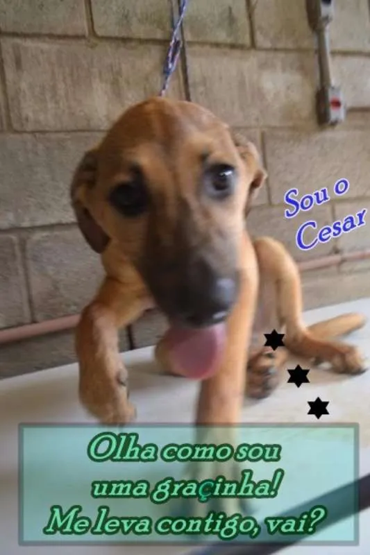 Cachorro ra a SRD idade 7 a 11 meses nome Cesár, um rei!