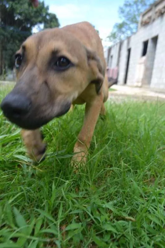 Cachorro ra a SRD idade 7 a 11 meses nome Cesár, um rei!