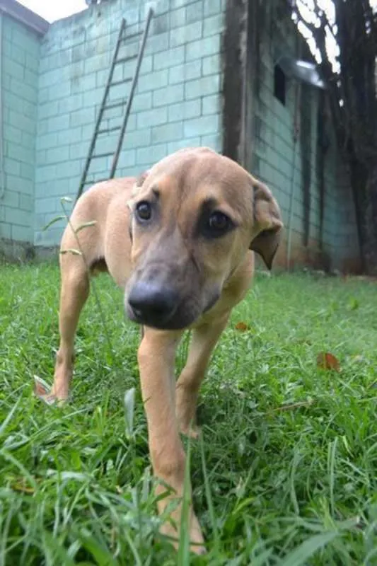 Cachorro ra a SRD idade 7 a 11 meses nome Cesár, um rei!