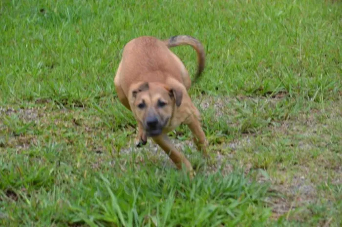 Cachorro ra a SRD idade 7 a 11 meses nome Cesár, um rei!