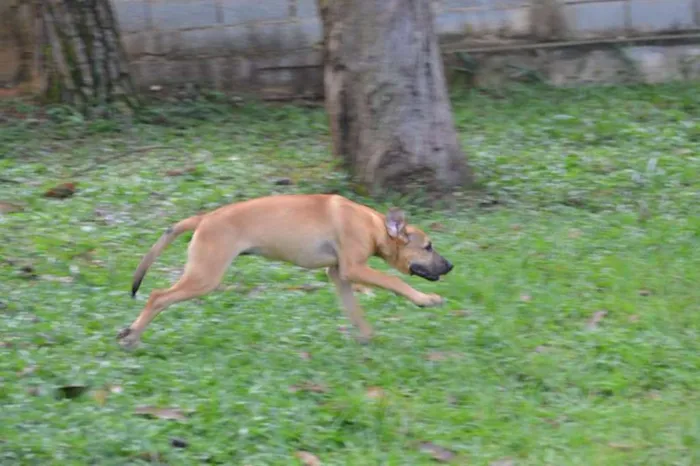 Cachorro ra a SRD idade 7 a 11 meses nome Cesár, um rei!