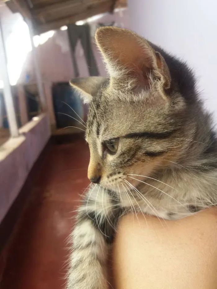 Gato ra a Vira lata idade 2 a 6 meses nome Rajadinha gorda