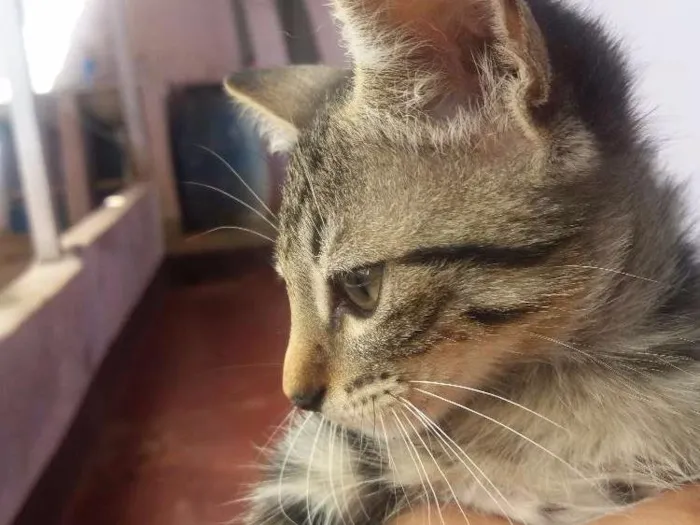 Gato ra a Vira lata idade 2 a 6 meses nome Rajadinha gorda