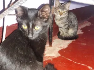Gato raça Vira lata idade 2 a 6 meses nome Jony Black.