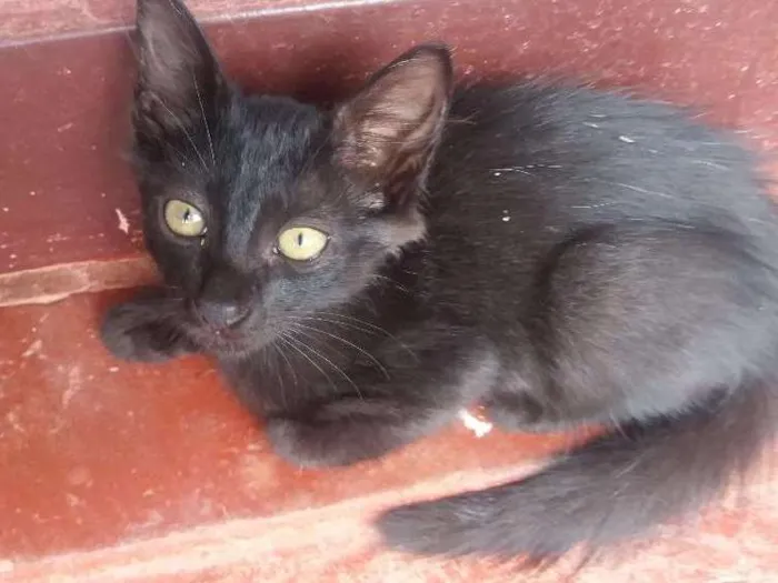 Gato ra a Vira lata idade 2 a 6 meses nome Pretinha Baby