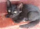 Gato raça Vira lata idade 2 a 6 meses nome Pretinha Baby