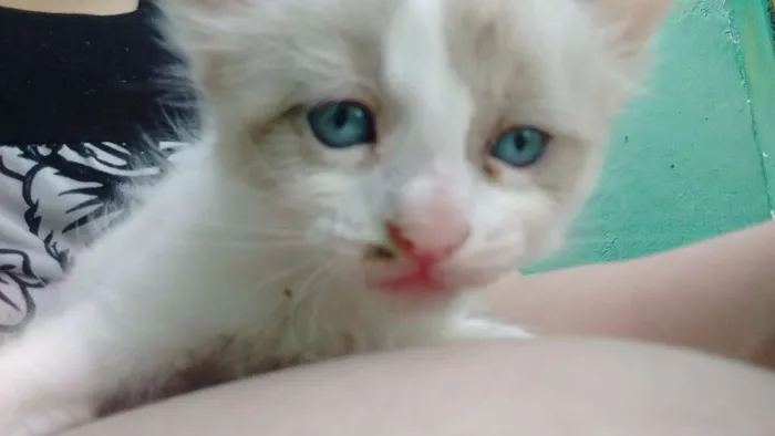Gato ra a Siamês idade Abaixo de 2 meses nome Sem nome