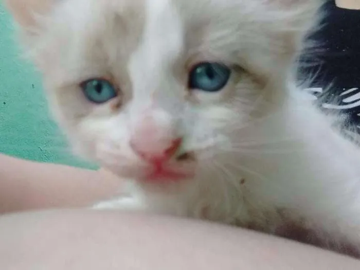 Gato ra a Siamês idade Abaixo de 2 meses nome Sem nome