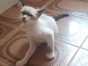 Gato raça Mestiços  idade 2 a 6 meses nome Filhotinhos 