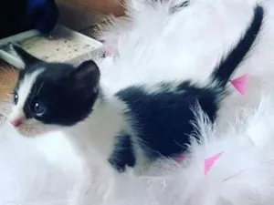 Gato raça vira lata idade Abaixo de 2 meses nome Bigulinha
