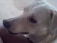 Marley