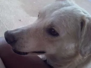 Cachorro raça Labrador(misturado) idade 2 anos nome Marley