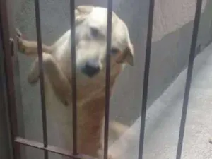 Cachorro raça mestiço/labrador idade 2 anos nome MAIK