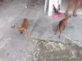 Paloma e Palito