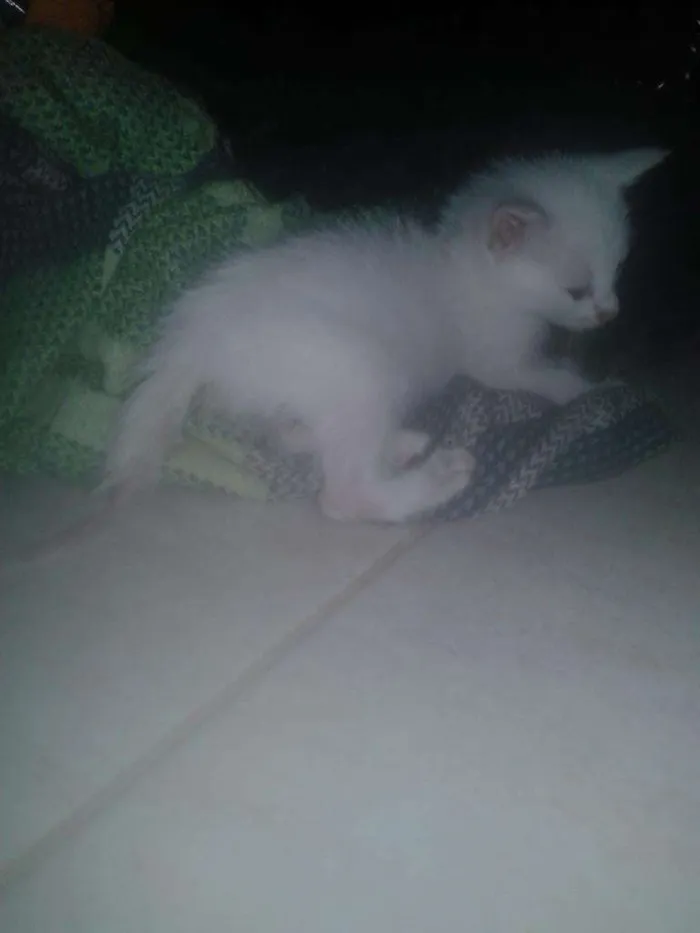 Gato raça nao sei idade 2 a 6 meses nome biel