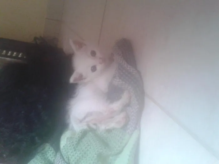 Gato raça nao sei idade 2 a 6 meses nome biel