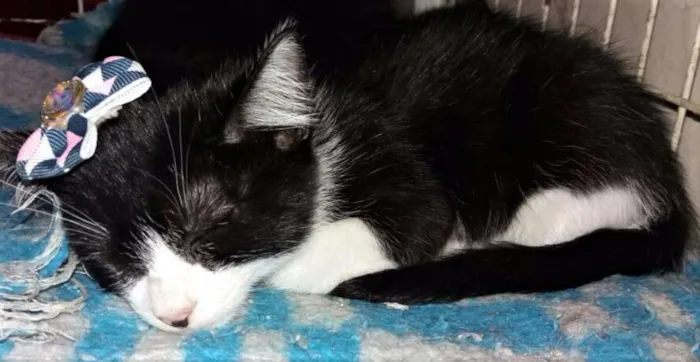 Gato ra a SRD idade 2 a 6 meses nome IRMÃZINHA