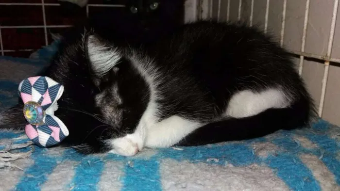 Gato ra a SRD idade 2 a 6 meses nome IRMÃZINHA