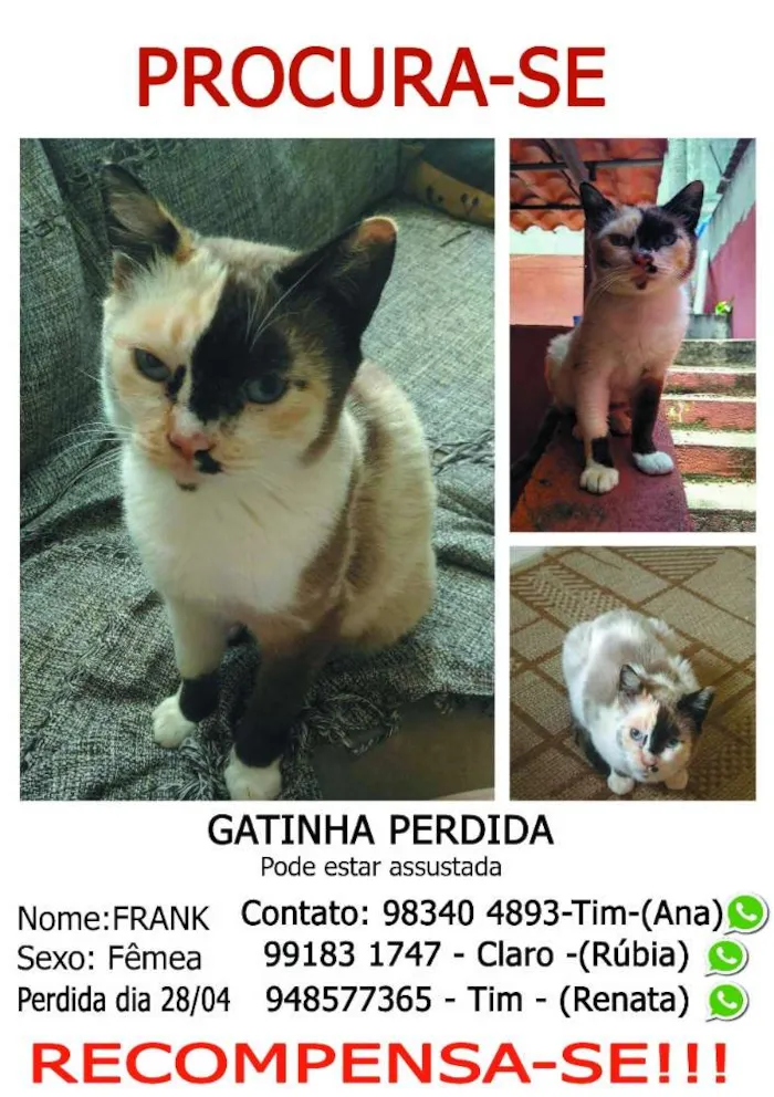 Gato ra a Vira-lata idade  nome Frank