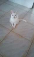 Branquinho