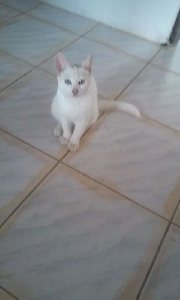 Gato raça Ciames idade 7 a 11 meses nome Branquinho