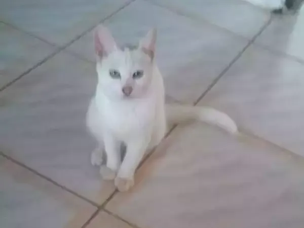 Gato raça Ciames idade 7 a 11 meses nome Branquinho