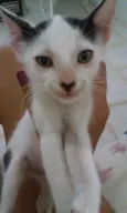 Alfredo