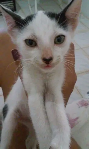 Gato raça Sem raça  idade 2 a 6 meses nome Alfredo