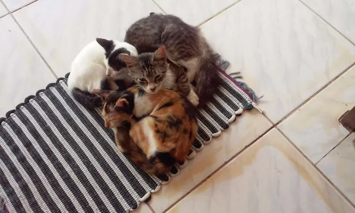 Gato raça Sem raça  idade 2 a 6 meses nome Cida