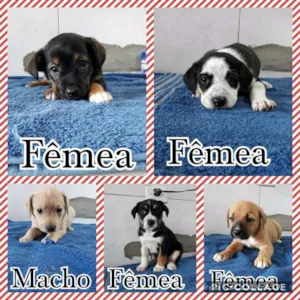 Cachorro raça Srd idade Abaixo de 2 meses nome Babys 50 dias