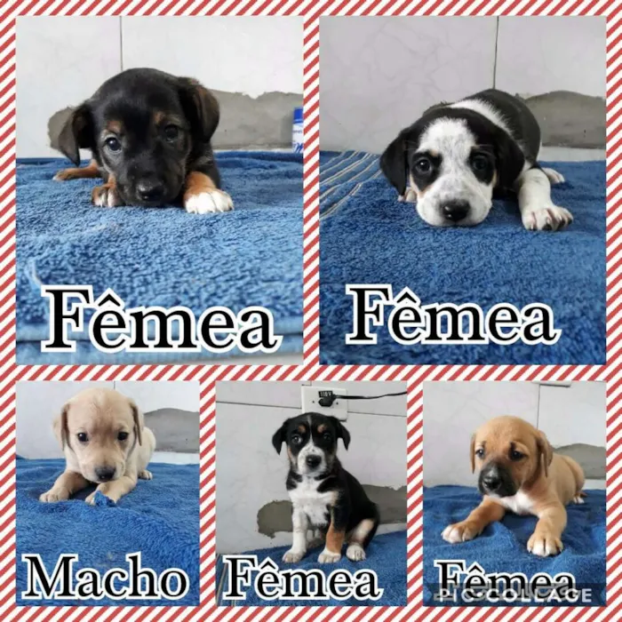 Cachorro ra a Srd idade Abaixo de 2 meses nome Babys 50 dias