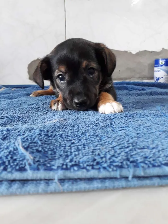 Cachorro ra a Srd idade Abaixo de 2 meses nome Babys 50 dias