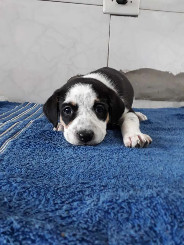 Cachorro ra a Srd idade Abaixo de 2 meses nome Babys 50 dias