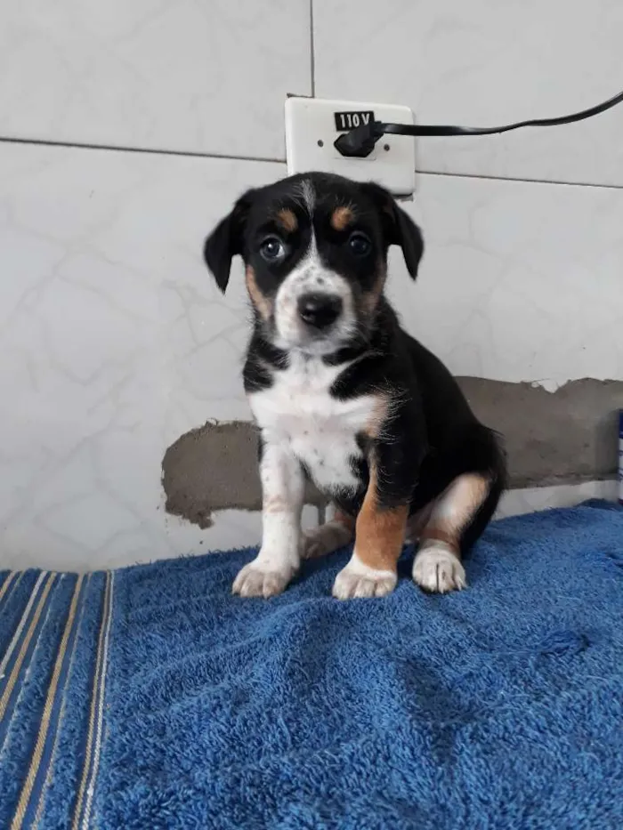 Cachorro ra a Srd idade Abaixo de 2 meses nome Babys 50 dias