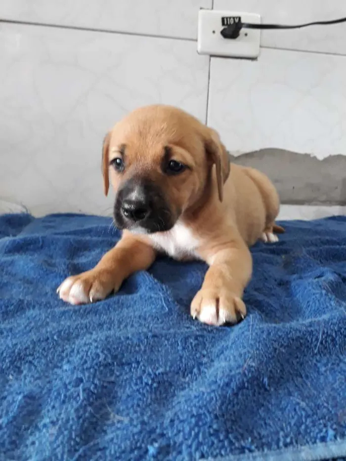 Cachorro ra a Srd idade Abaixo de 2 meses nome Babys 50 dias