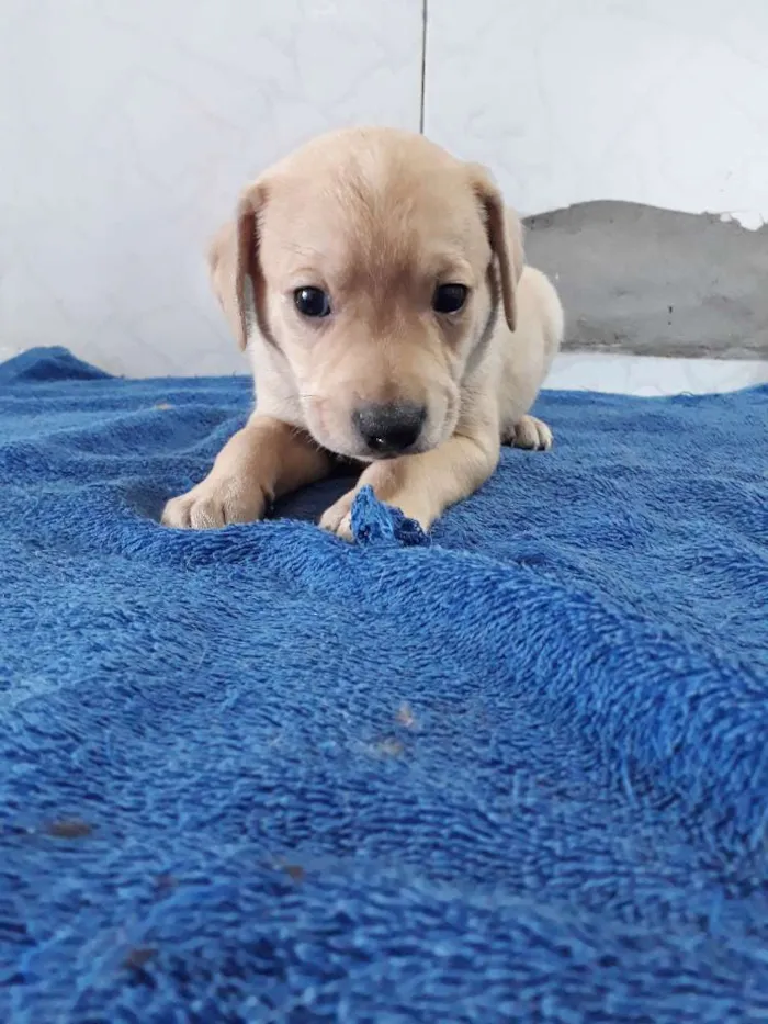 Cachorro ra a Srd idade Abaixo de 2 meses nome Babys 50 dias