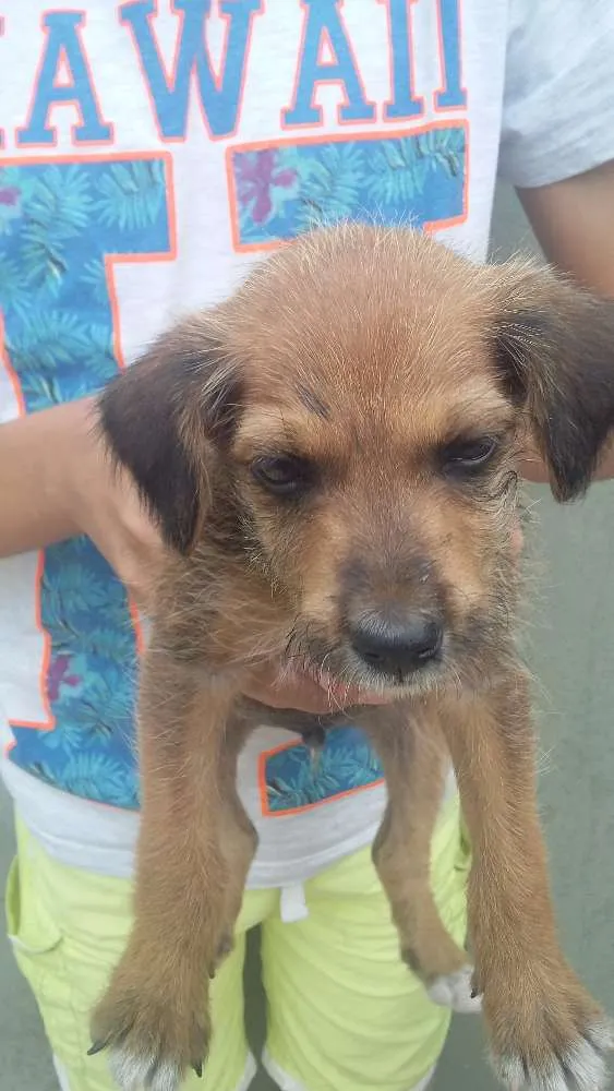 Cachorro raça Vira-lata idade Abaixo de 2 meses nome Sem nome