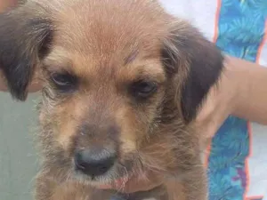 Cachorro raça Vira-lata idade Abaixo de 2 meses nome Sem nome