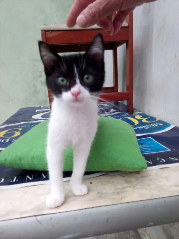 Gato ra a SRD idade 2 a 6 meses nome sem nome