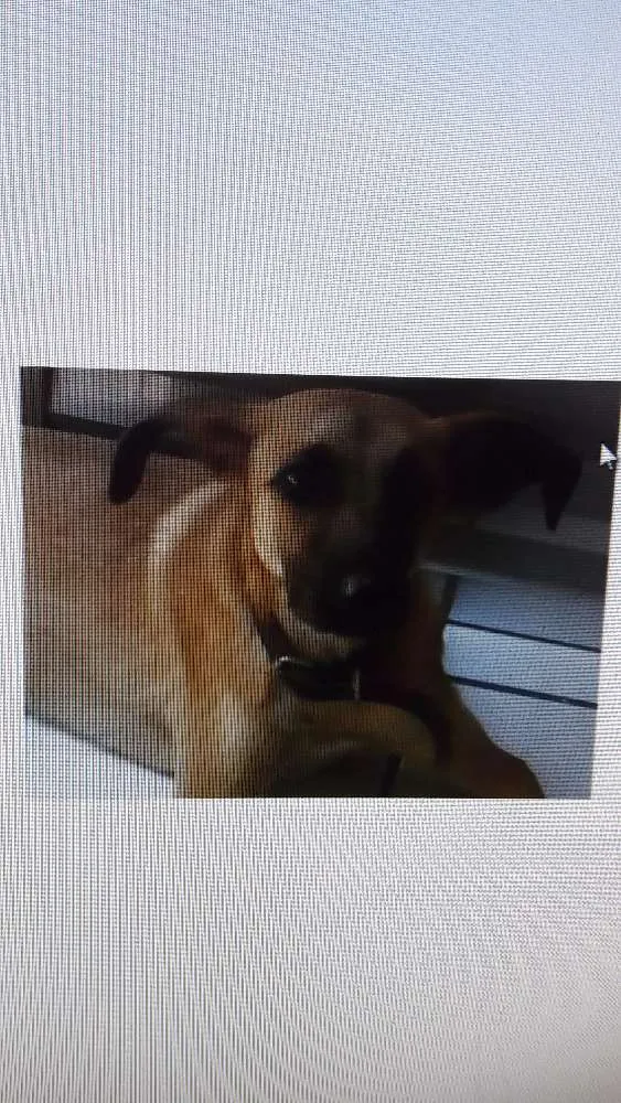 Cachorro ra a Sem definição de raça  idade 2 a 6 meses nome Max