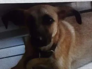 Cachorro raça Sem definição de raça  idade 2 a 6 meses nome Max