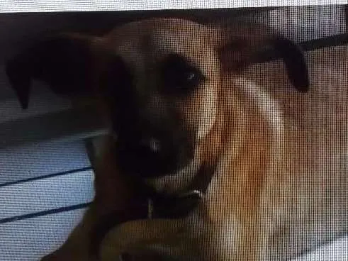Cachorro ra a Sem definição de raça  idade 2 a 6 meses nome Max