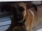 Cachorro raça Sem definição de raça  idade 2 a 6 meses nome Max