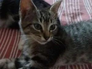 Gato raça SRD idade 2 a 6 meses nome sem nome