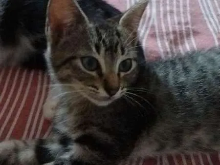 Gato ra a SRD idade 2 a 6 meses nome sem nome