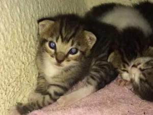 Gato raça  idade Abaixo de 2 meses nome Xaninha